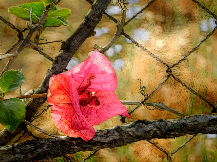 Pink flower on fence