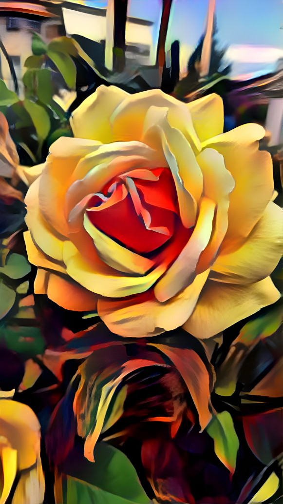 yellow rose 