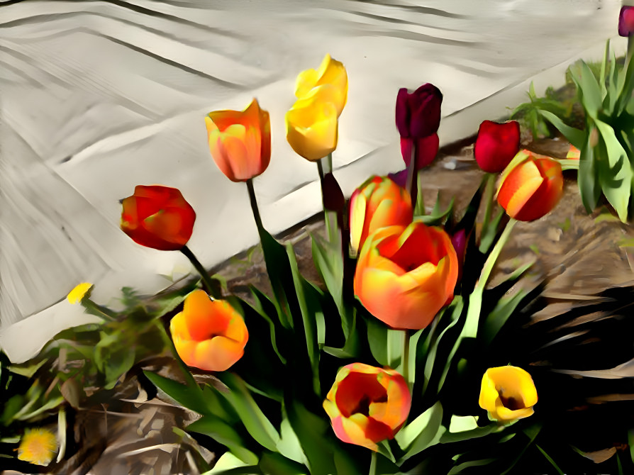 rainbow tulips