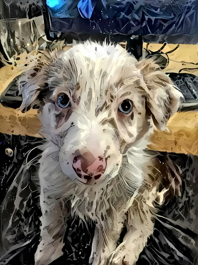 2 month old Border Collie