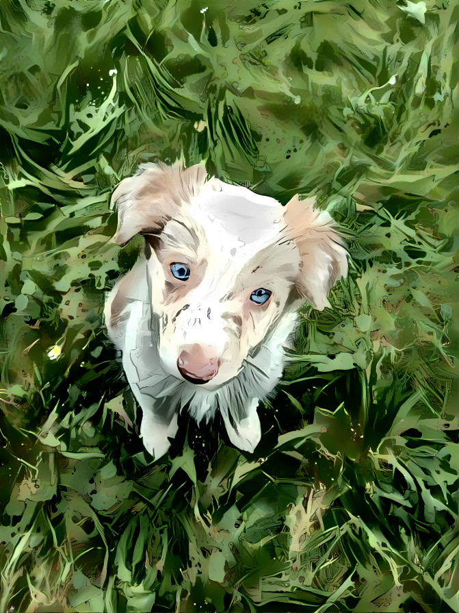 Border Collie