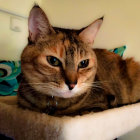 Tabby Cat with Striking Patterns and Green Eyes Lounging Comfortably