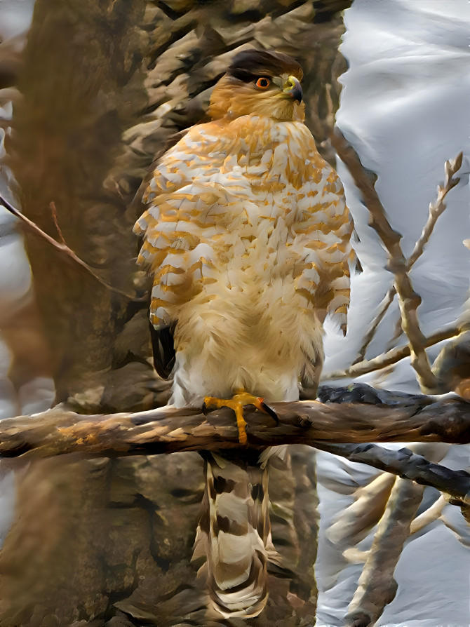 Cooper's Hawk