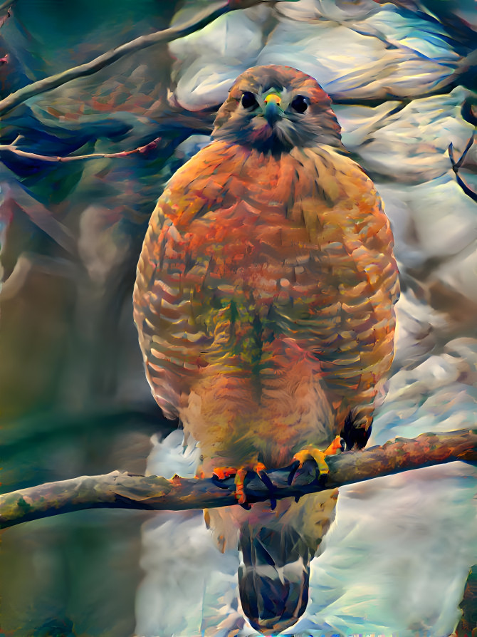 Red-shouldered Hawk