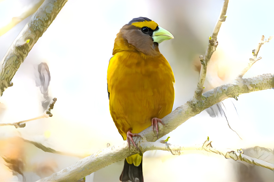 Evening Grosbeak