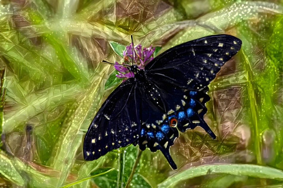 Swallowtail