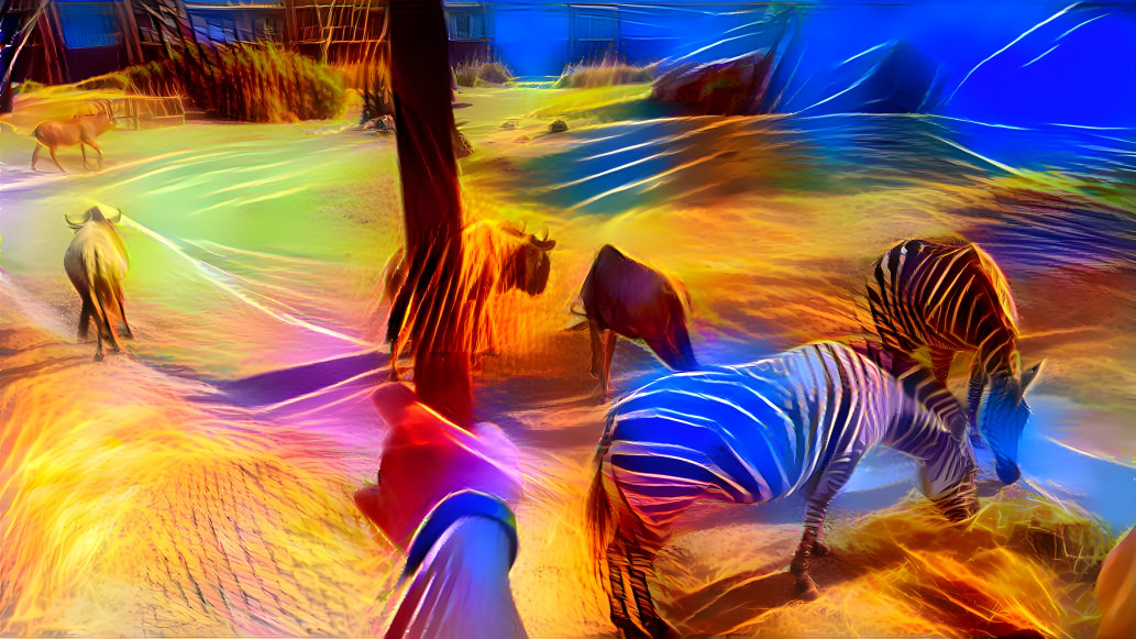 very colorful zebras