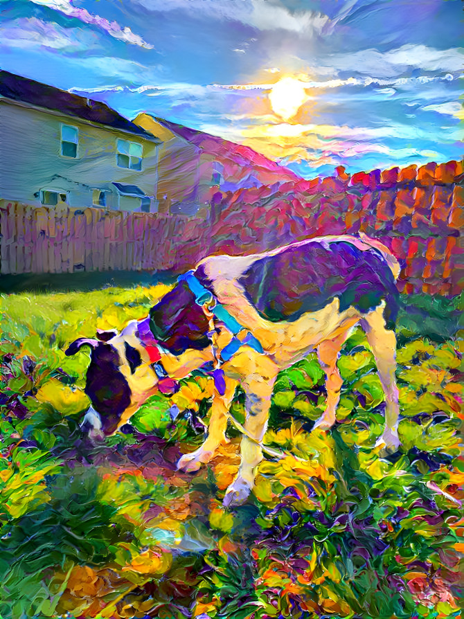 Pet cow in suburbia