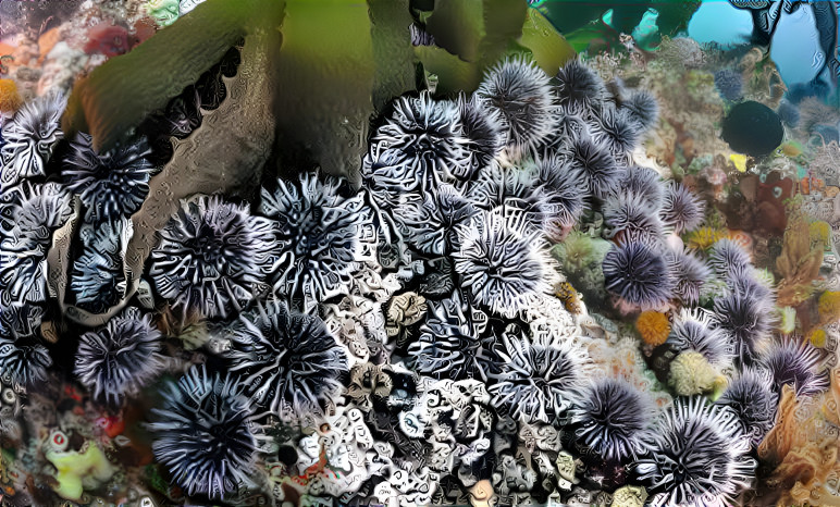 Sea urchins