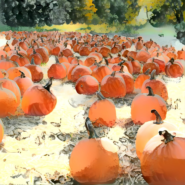 The Pumpkin Patch