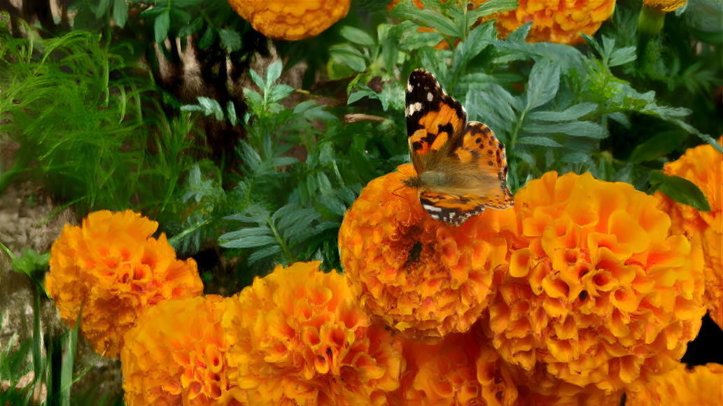 Marigold and Butterfly