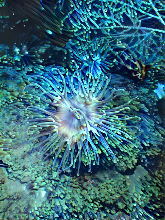 Blue Anemone