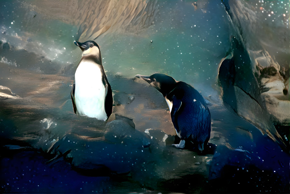 Penguins of the Galapagos Islands