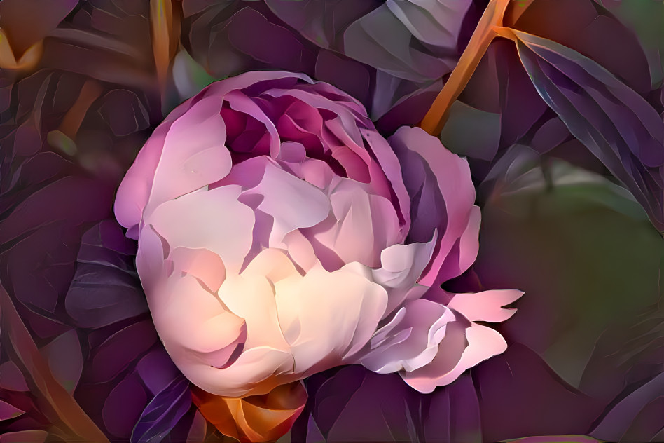 Peony Bud