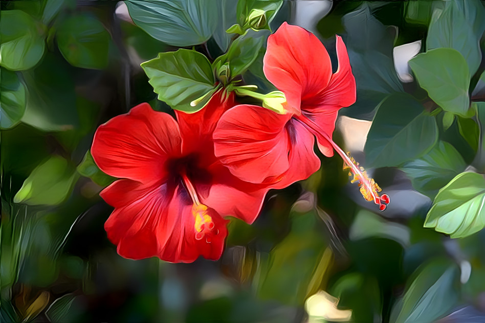 Red Hibiscus 