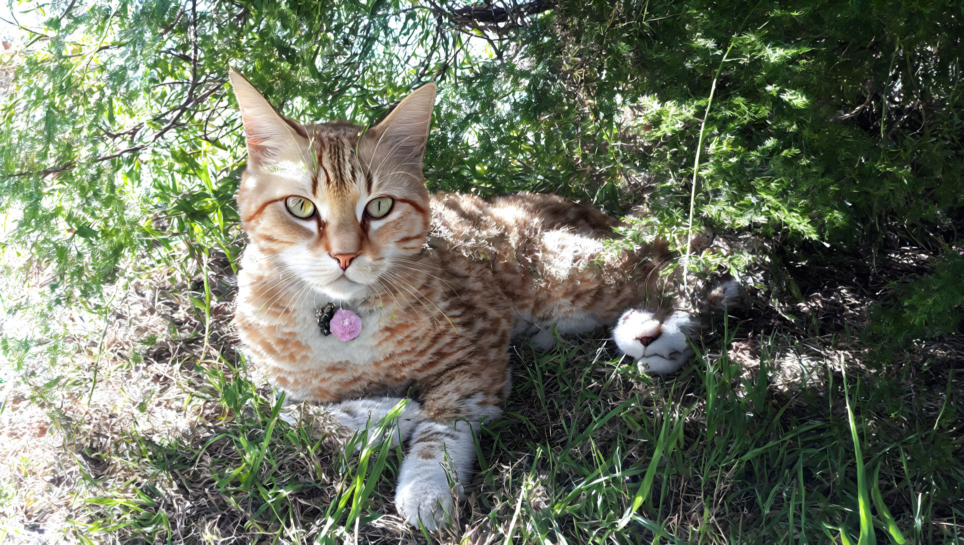 Striped Orange Cat with Pink Collar Resting in Grass Bushes