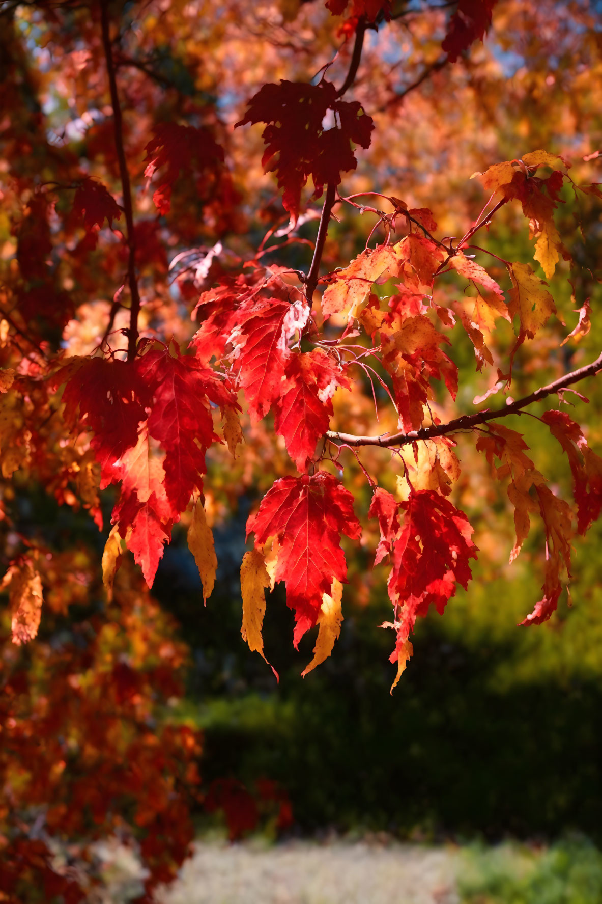 Vibrant red and orange autumn leaves on tree branch in soft sunlight