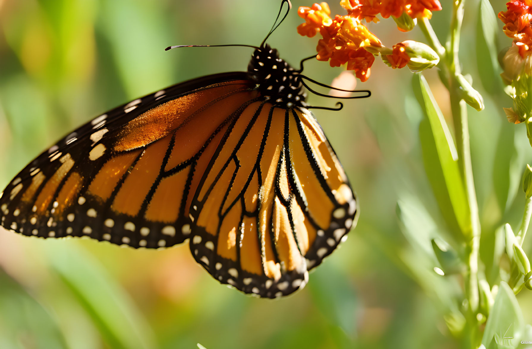 Colorful Monarch Butterfly on Orange Flowers with Green Background