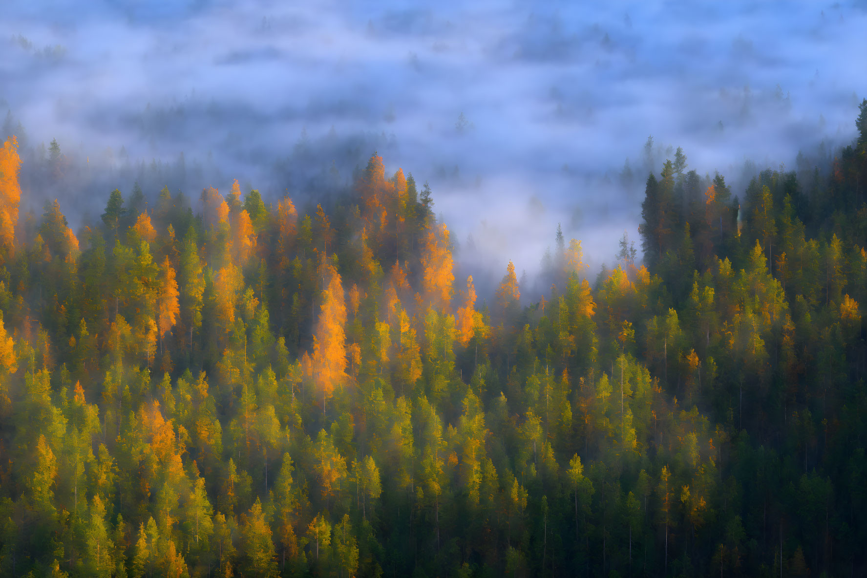 Tranquil autumn forest with misty golden and green trees at sunrise