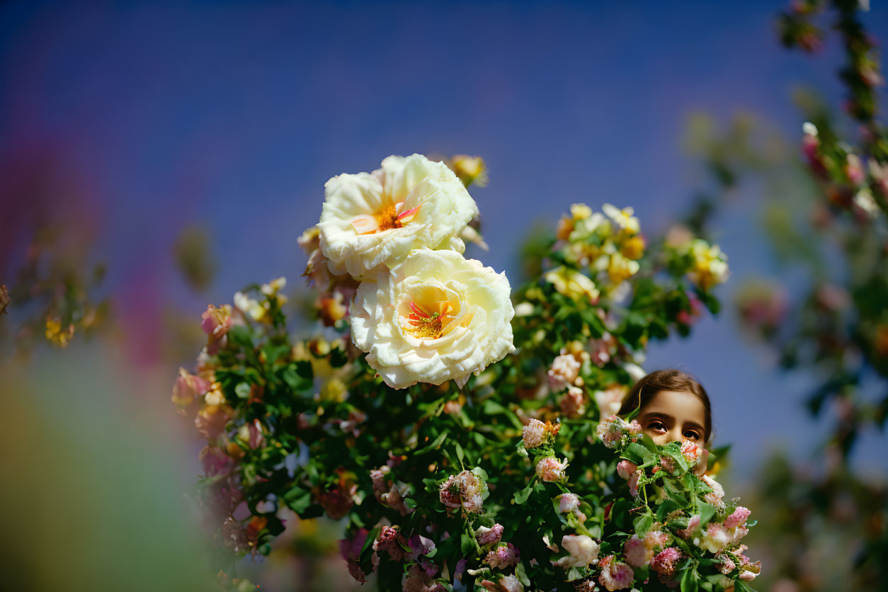 Child peeking through white and yellow roses in garden scenery