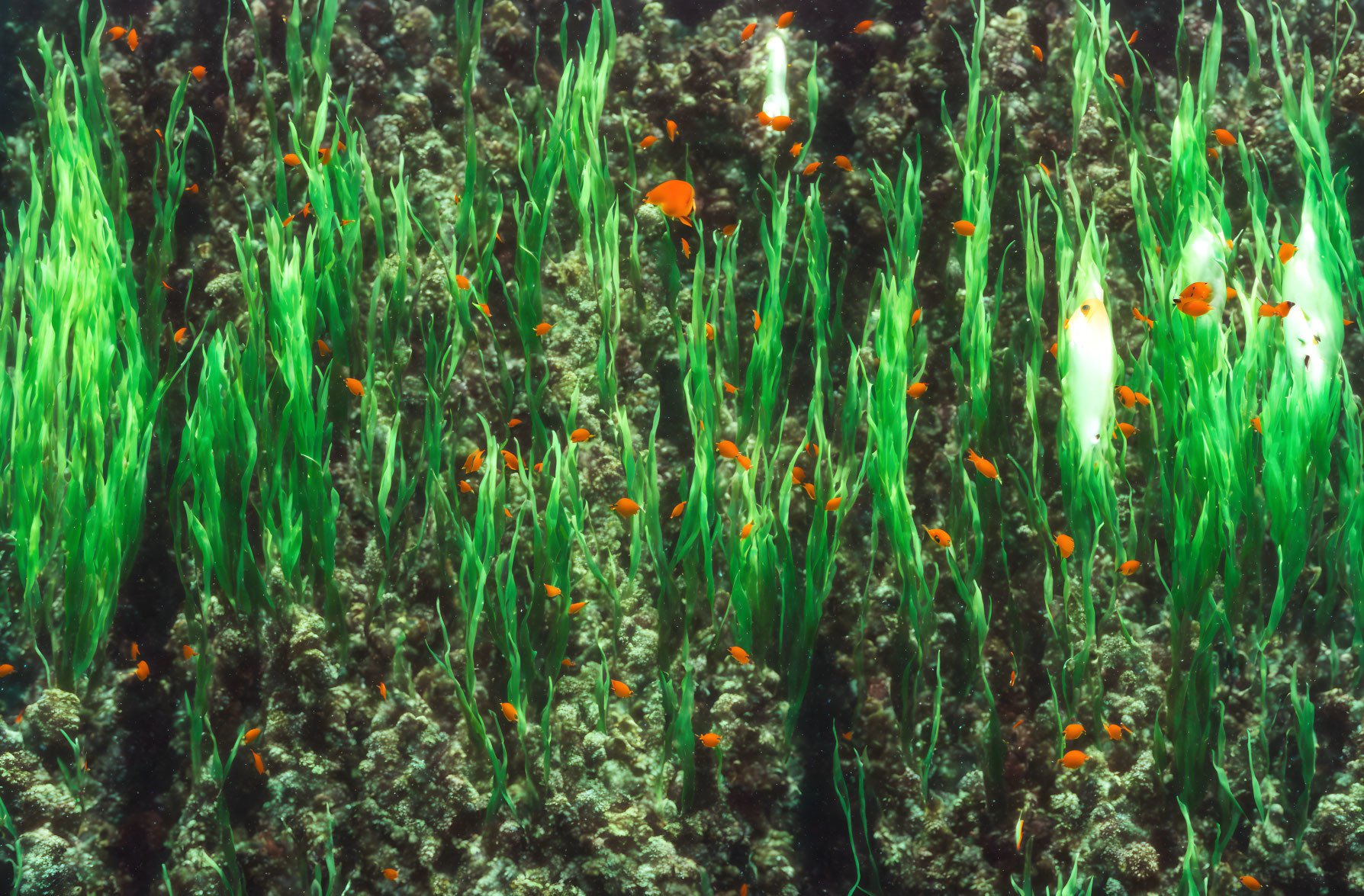 Colony of Orange Fish Among Green Seagrass in Underwater Scene