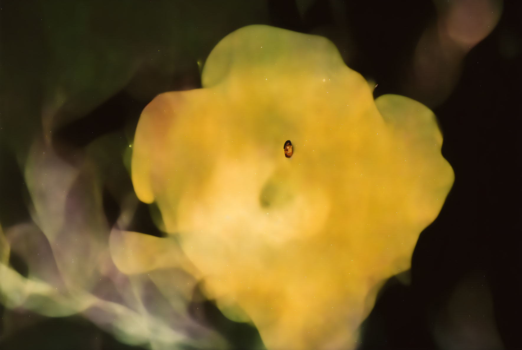 Ladybug on Yellow Flower Petal with Dark Bokeh Background