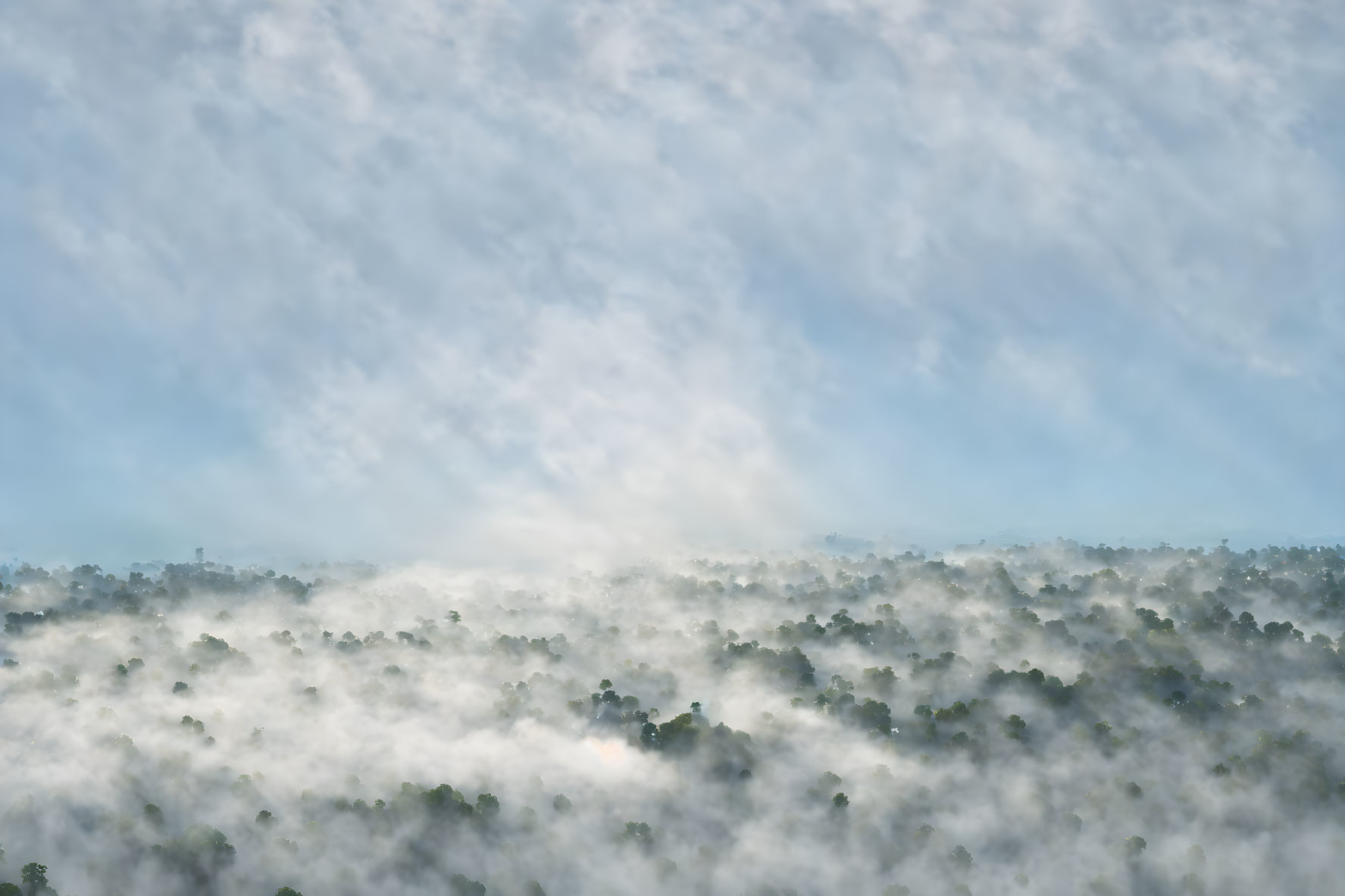 Misty forest at dawn with sunlight piercing through fog