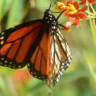 Colorful Monarch Butterfly on Orange Flowers with Green Background