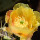 Face obscured by yellow flowers and greenery in soft focus