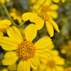 Face Among Vibrant Yellow Flowers in Serene Field