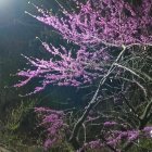 Full Moon Illuminating Purple Flowers in Serene Night Scenery