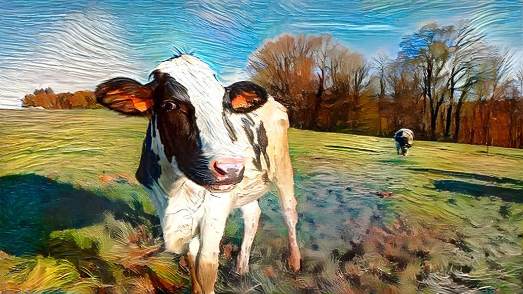 The cow