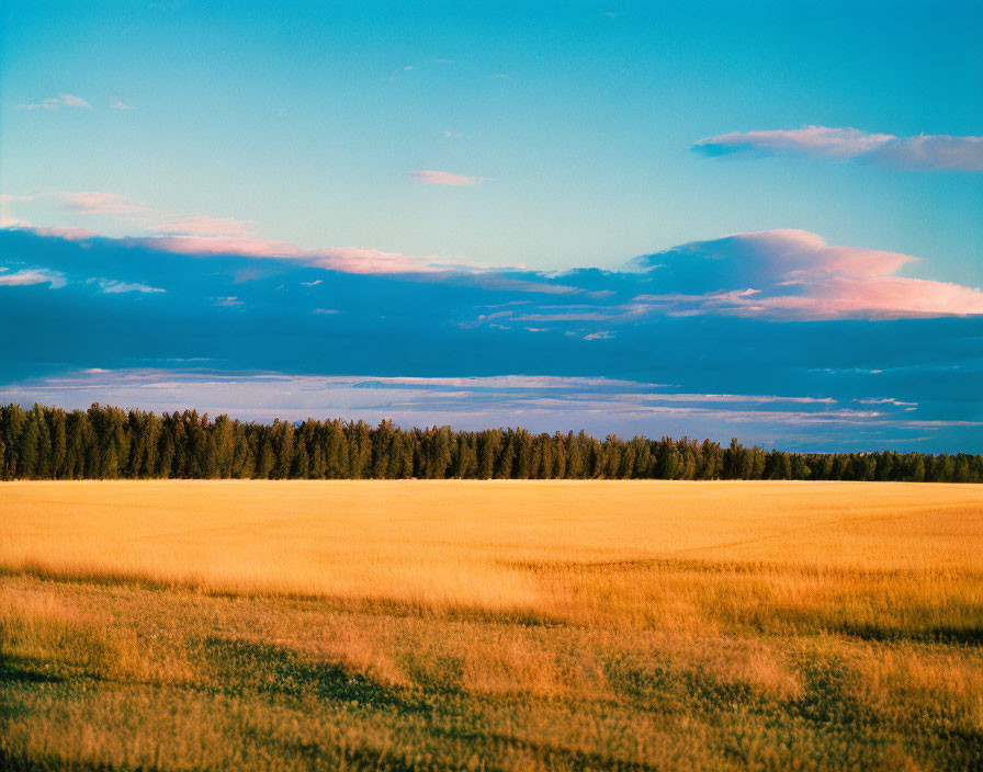 Tranquil golden wheat field with trees under a colorful dusk sky