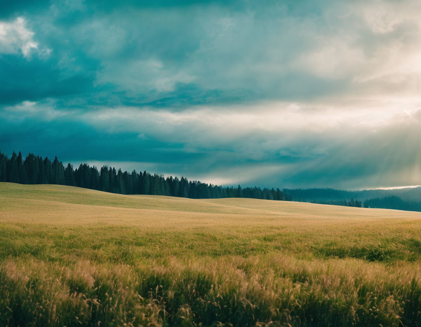 Serene landscape with sunbeams over golden field & dark trees