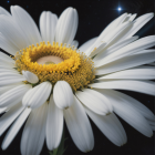 Detailed painting of blooming white daisy with vibrant yellow-orange center and blurred small flora.