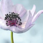 Delicate translucent-white flower with purple accents and water droplets on soft blue bokeh background