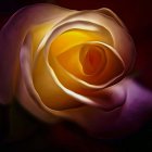 Colorful digital painting of a rose on textured background