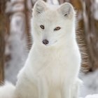 Shiba Inu dog sitting among blooming flowers in wintery forest