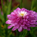 Close-up of blooming purple and white flower on green foliage.