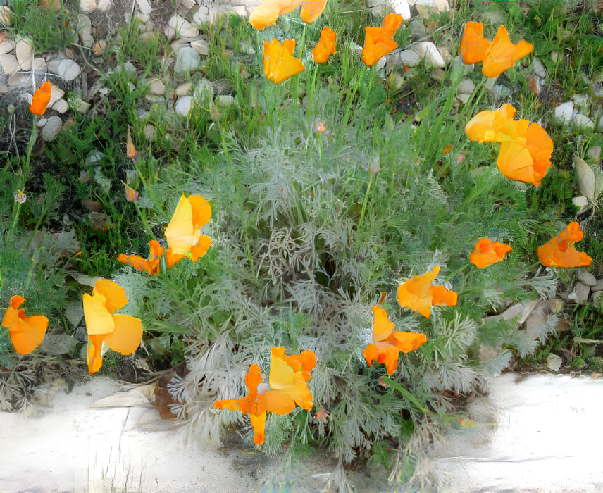 A Circle of Spring Poppies