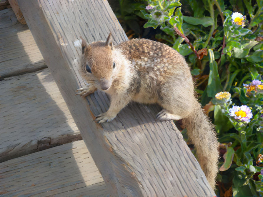 Squirrel on the Boardwalk with Flowers