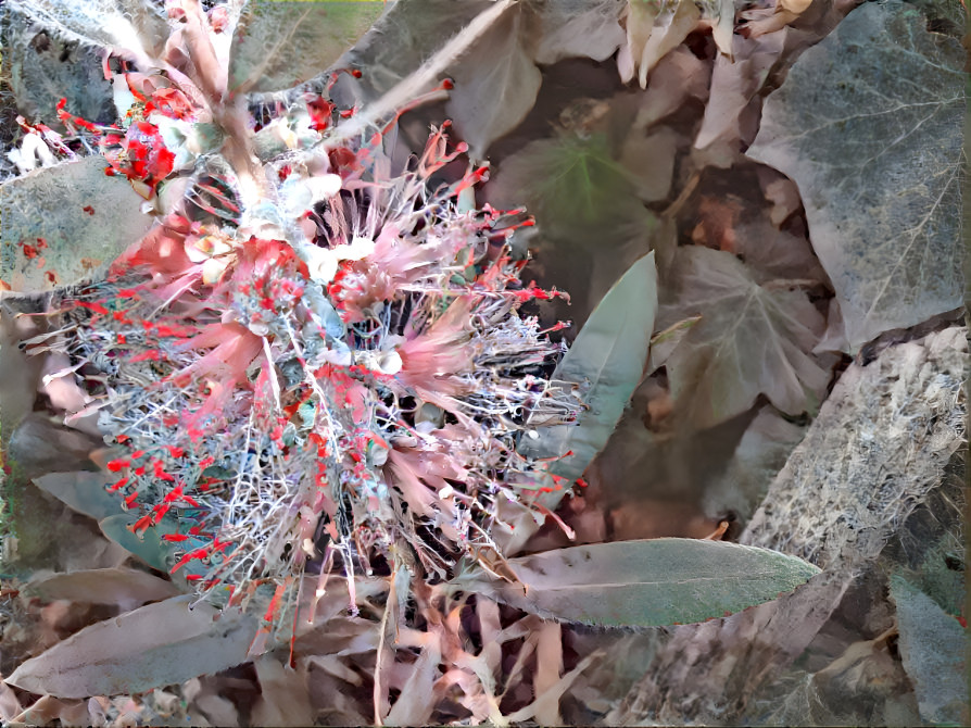 Bottlebrush Bloom and Friends