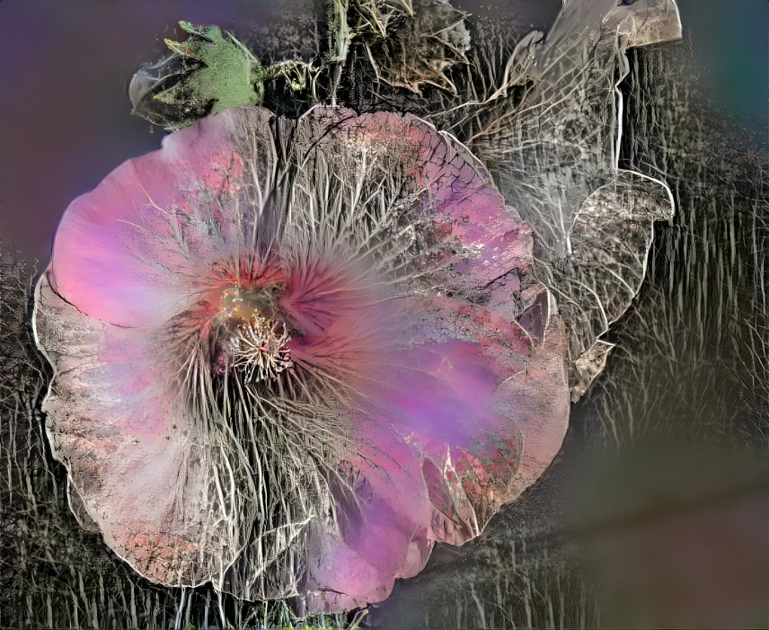 Hollyhock with a Touch of Silver