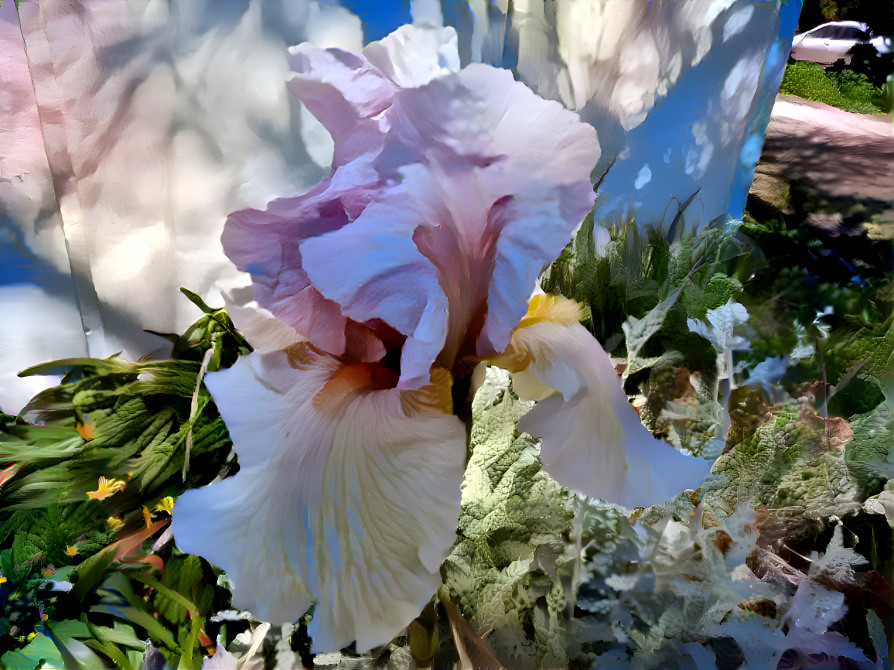 Light Purple Iris with Friends