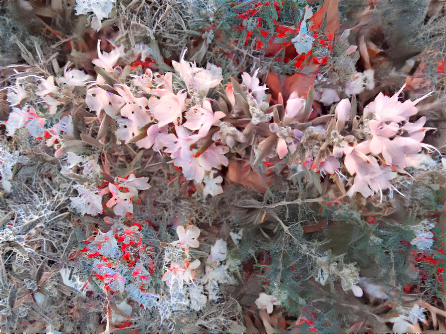 Crimson Sage and Rosemary