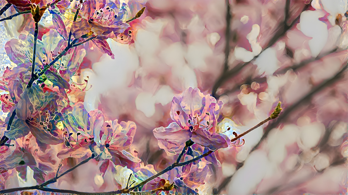 pink cherry blossom in bloom by sora sagano