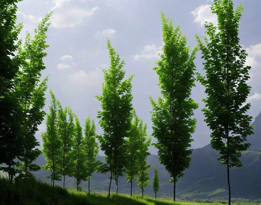 Tall, slender trees on grassy hillside with mountains under cloudy sky