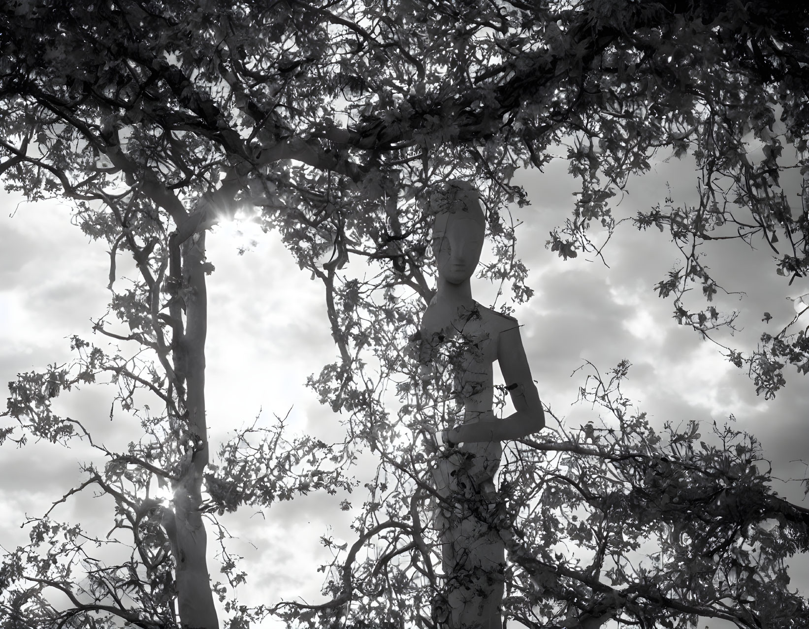 Silhouette of person under tree canopy with sunlight in monochrome.