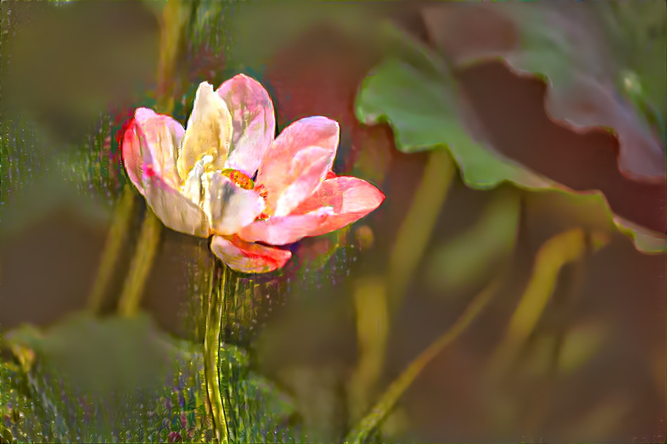 Meadow Flower