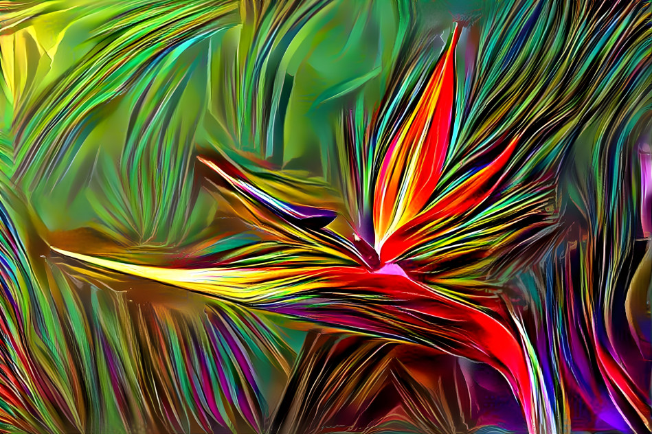 Bird of Paradise